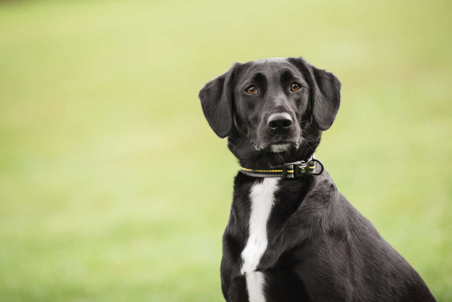 US Army Dog Collar - Dark Camo